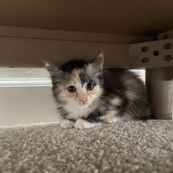 Domestic Long Hair Cats Available for Adoption in Tustin, California - Moira | PetCurious