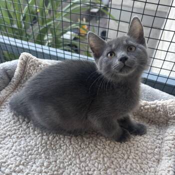 Moon -  Russian Blue Cat Available for Adoption in Costa Mesa, California - Moon | PetCurious