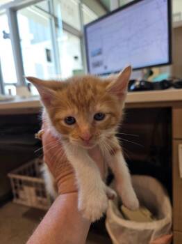 Ike -  Domestic Short Hair Cat for Adoption in Bossier City, Louisiana - Ike | PetCurious