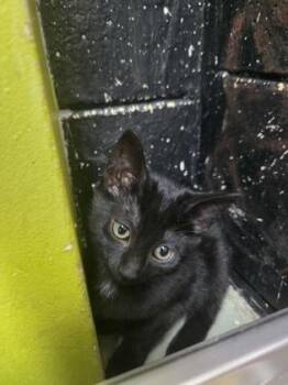 Katara -  Domestic Short Hair Cat Available for Adoption in Savannah, Georgia - Katara | PetCurious