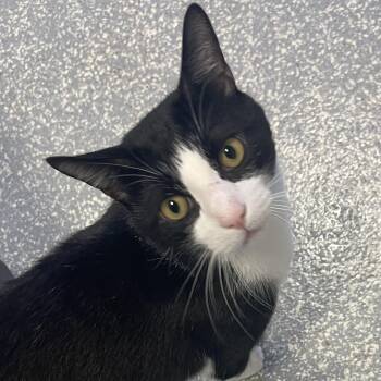 Rescue Domestic Short Hair Cats for Adoption in North Haven, Connecticut - Saturn | PetCurious