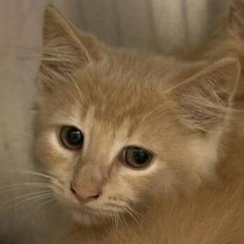 Tangerine Sky -  Domestic Medium Hair Cat for Adoption in Asheville, North Carolina - Tangerine Sky | PetCurious