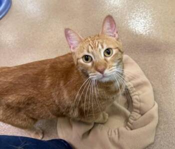 Mister Fatboy -  Domestic Short Hair Cat for Adoption in Fort Worth, Texas - Mister Fatboy | PetCurious