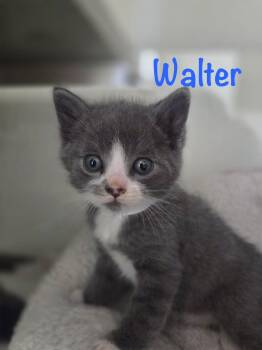 Walter -  Domestic Short Hair Cat for Adoption in Crescent City, California - Walter | PetCurious