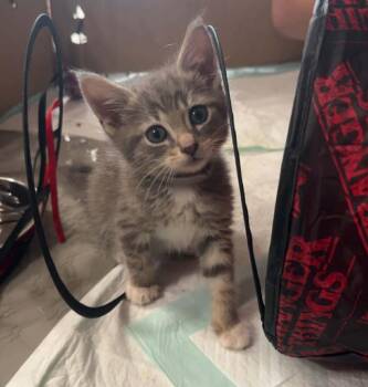 Megatron -  Domestic Short Hair Cat for Adoption in Orlando, Florida - Megatron | PetCurious