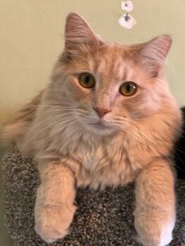 Rescue Domestic Medium Hair Cats for Adoption in Colmar, Pennsylvania - Jesse | PetCurious