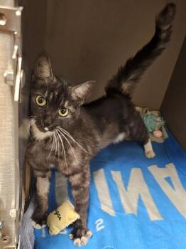 MOTHER TERESA -  Domestic Short Hair Cat for Adoption in Clyde, North Carolina - MOTHER TERESA | PetCurious