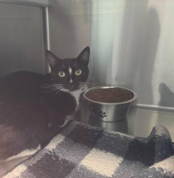 Mrs. Puff -  Domestic Short Hair Cat for Adoption in Athens, Tennessee - Mrs. Puff | PetCurious
