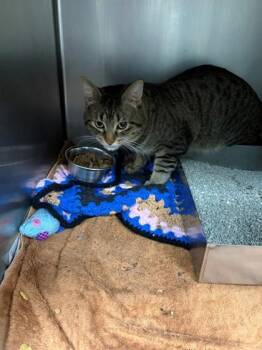 Domestic Short Hair Cats Available for Adoption in Baraboo, Wisconsin - Waylon | PetCurious