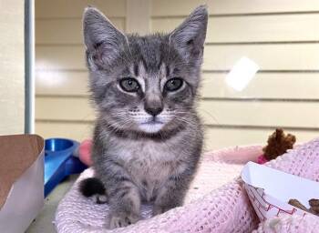 Domestic Short Hair Cats Available for Adoption in Fort Lauderdale, Florida - BLAIRE | PetCurious