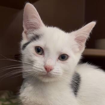 Socks -  Domestic Short Hair Cat for Adoption in Middlebury, Vermont - Socks | PetCurious
