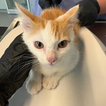 Creamsicle -  Domestic Short Hair Cat for Adoption in Huntington, West Virginia - Creamsicle | PetCurious