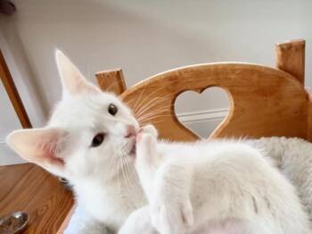 Dalton -  Domestic Short Hair Cat for Adoption in Duxbury, Massachusetts - Dalton | PetCurious