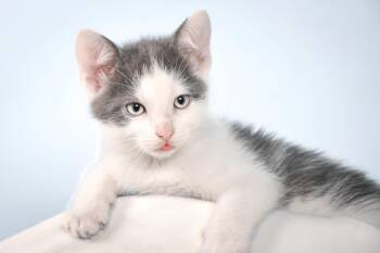 SASHIMI -  Domestic Short Hair Cat for Adoption in Loveland, Colorado - SASHIMI | PetCurious