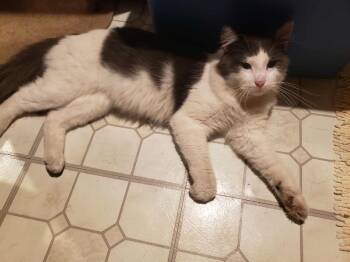 Rescue Domestic Medium Hair Cats for Adoption in Grand Rapids, Michigan - Chase | PetCurious