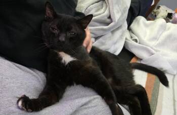 Domestic Short Hair Cats Available for Adoption in Burnaby, British Columbia - Crunch | PetCurious