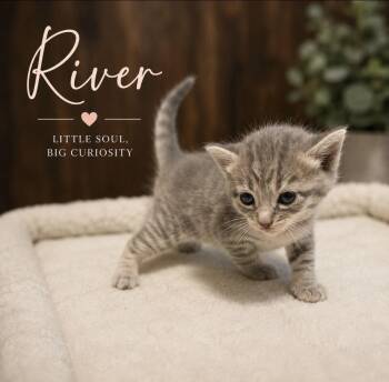 River (girl) -  Tabby and Domestic Short Hair Cat for Adoption in Concord, North Carolina - River (girl) | PetCurious