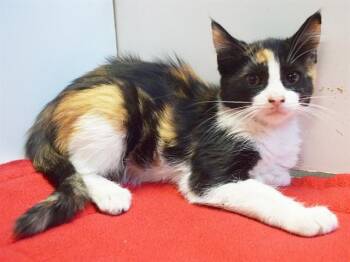 DEE DEE -  Domestic Short Hair Cat for Adoption in Sacramento, California - DEE DEE | PetCurious