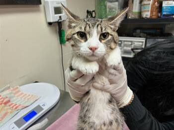 Rescue Domestic Short Hair Cats for Adoption in Pasadena, California - FINLEY | PetCurious