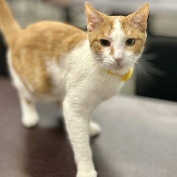 Billy the Kid -  Domestic Short Hair Cat for Adoption in Philadelphia, Pennsylvania - Billy The Kid | PetCurious