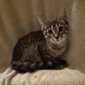 Tigress -  Domestic Short Hair Cat for Adoption in Carmel, Indiana - Tigress | PetCurious