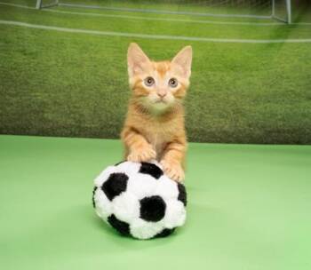 Red -  Domestic Short Hair Cat for Adoption in Fort Worth, Texas - Red | PetCurious