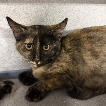 Prim -  Domestic Short Hair Cat for Adoption in Sheridan, Wyoming - Prim | PetCurious