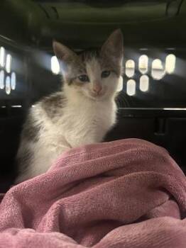 Domestic Short Hair Cats Available for Adoption in Palm Coast, Florida - Dean | PetCurious