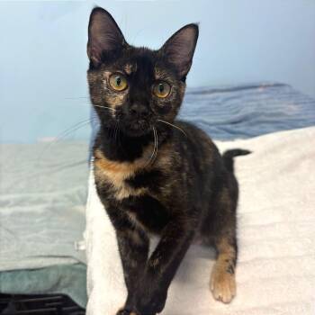 Aphrodite -  Domestic Short Hair Cat for Adoption in Fort Lauderdale, Florida - Aphrodite | PetCurious