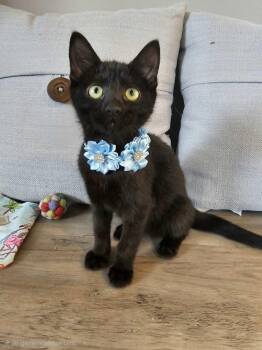 Skellie -  Domestic Short Hair Cat for Adoption in Wading River, New York - Skellie | PetCurious