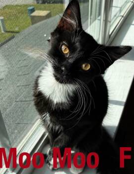 MooMoo -  Domestic Short Hair Cat for Adoption in Darien, Georgia - MooMoo | PetCurious