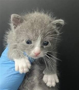 Domestic Short Hair Cats Available for Adoption in San Bernardino, California - DWIGHT | PetCurious