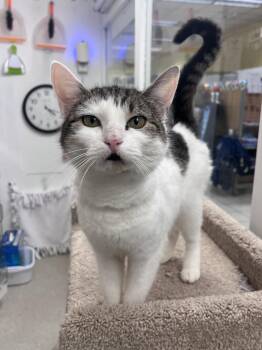 Domestic Short Hair Cats Available for Adoption in Rockaway, New Jersey - Jean RM | PetCurious