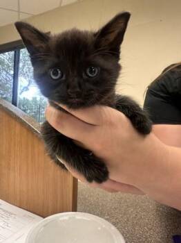 April -  Domestic Short Hair Cat for Adoption in West Chester, Pennsylvania - April | PetCurious