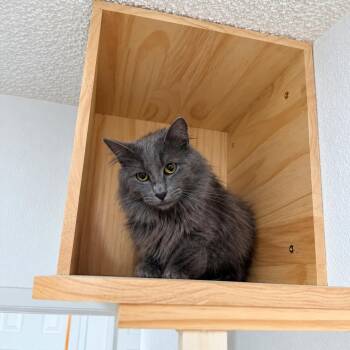 Shadow -  Nebelung and Domestic Long Hair Cat for Adoption in Fresno, California - Shadow | PetCurious
