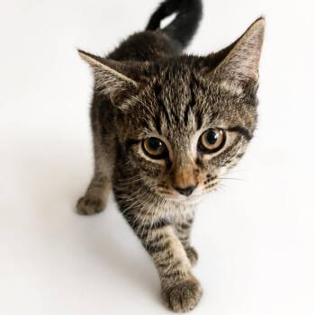 Porthos -  Domestic Short Hair Cat for Adoption in Pittsburg, Kansas - Porthos | PetCurious