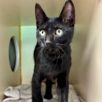 Panther -  Domestic Short Hair Cat for Adoption in South Elgin, Illinois - Panther | PetCurious