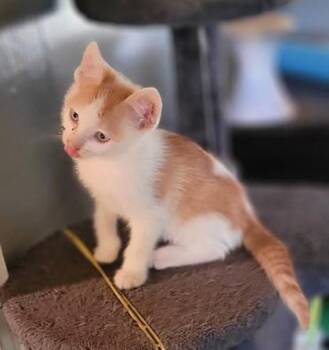 Mac -  Domestic Short Hair Cat for Adoption in Kansas City, Missouri - Mac | PetCurious