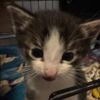 Versace -  Domestic Medium Hair Cat for Adoption in Belfair, Washington - Versace | PetCurious