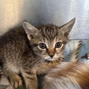 Mimi -  Domestic Short Hair Cat for Adoption in Corinth, Mississippi - Mimi | PetCurious