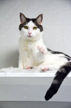 OLIVE -  Domestic Short Hair Cat for Adoption in New Bern, North Carolina - OLIVE | PetCurious