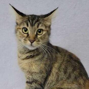 Eden -  Domestic Medium Hair Cat Available for Adoption in Valdosta, Georgia - Eden | PetCurious