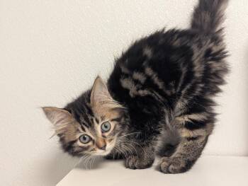 North -  Domestic Short Hair Cat for Adoption in St. Cloud, Minnesota - North | PetCurious