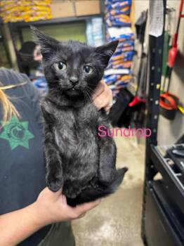 Sundrop -  Domestic Short Hair Cat for Adoption in Shelbyville, Tennessee - Sundrop | PetCurious