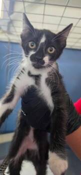 MINTAKA -  Domestic Short Hair Cat for Adoption in San Bernardino, California - MINTAKA | PetCurious