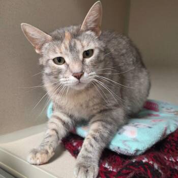 Domestic Short Hair Cats Available for Adoption in Great Falls, Montana - Maude | PetCurious