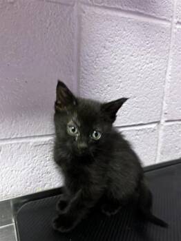 Domestic Medium Hair Cats Available for Adoption - Spino | PetCurious