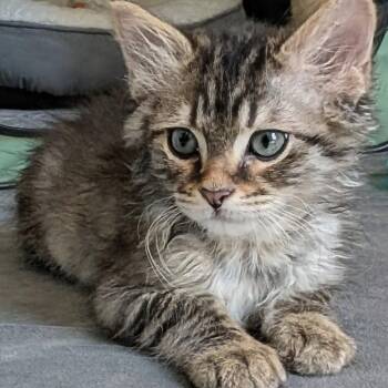 Bruce Kreft-Gutierrez -  Domestic Long Hair Cat for Adoption in Morrison, Colorado - Bruce Kreft-Gutierrez | PetCurious