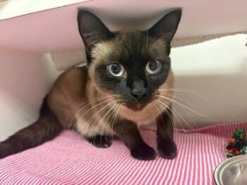 Sparrow -  Domestic Short Hair Cat for Adoption in Bellingham, Washington - Sparrow | PetCurious