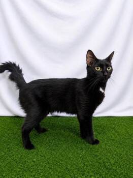 Mrs.Cherrywood -  Domestic Short Hair Cat for Adoption in Covington, Louisiana - Mrs.Cherrywood | PetCurious